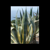 Panarea02.jpg